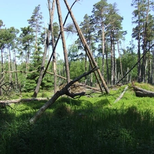 trees, viewes, nature, fallen, vigor