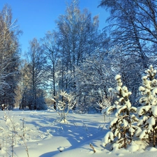 trees, viewes, Christmas, frosty, winter