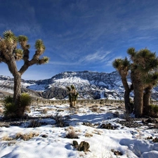 trees, viewes, Mountains, Sky, winter