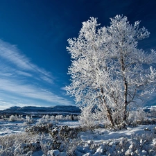 winter, frosty, trees, Sky