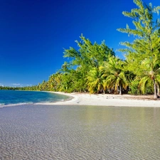 Ocean, Palms, tropic, Beaches