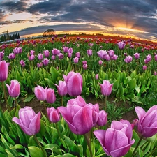 west, cultivation, tulips, sun