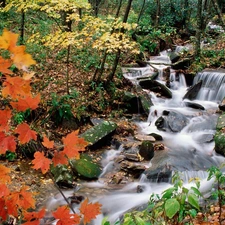 viewes, autumn, stream, trees, forest