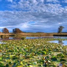 trees, lilies, Meadow, water, lake, viewes, clouds