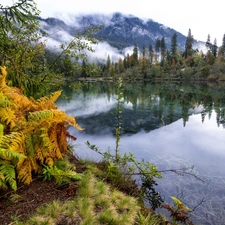 Fog, River, viewes, fern, trees, Mountains