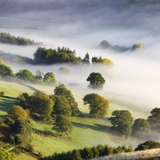 field, trees, viewes, Fog