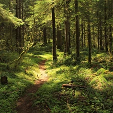 forest, trees, viewes, Path