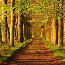 forest, trees, viewes, Path