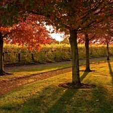 viewes, grass, Park, trees, autumn