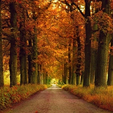 viewes, grass, Way, trees, autumn