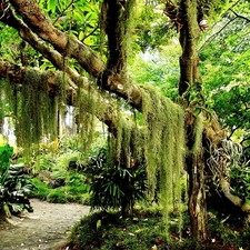 viewes, Plants, green ones, trees, forest