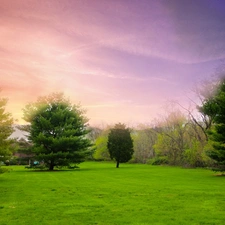 viewes, Bush, green ones, trees, Park