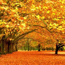 viewes, Leaf, Park, trees, autumn