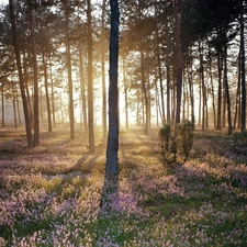 trees, illuminated, viewes, forest, flash, luminosity, ligh, sun, Przebijające