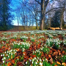 Meadow, trees, viewes, snowdrops
