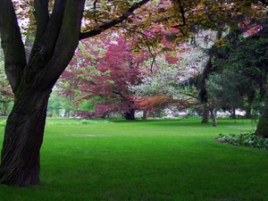 Park, trees, viewes, color