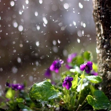 viewes, Rain, trunk, trees, Violets