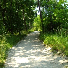 Sand, trees, viewes, grass