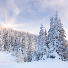 rays of the Sun, viewes, snow, trees