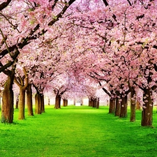 Spring, trees, viewes, flourishing