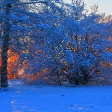 trees, field, viewes, Przebijaj?ce, luminosity, winter, sun, flash, ligh