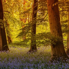 trees, forest, viewes, Przebijające, luminosity, Flowers, sun, flash, ligh