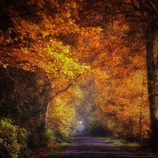 trees, Way, viewes, Przebijaj?ce, luminosity, autumn, sun, flash, ligh