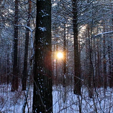 viewes, forest, sun, winter, The clear, trees