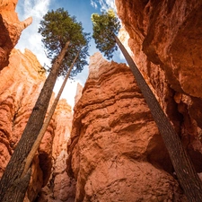 viewes, canyon, trees