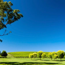 viewes, Field, trees