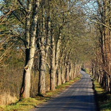 viewes, Way, trees