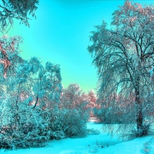 viewes, winter, trees