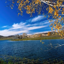 water, trees, viewes, Leaf