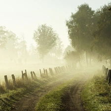 Way, trees, viewes, Fog