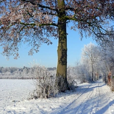 viewes, winter, Way, trees, field