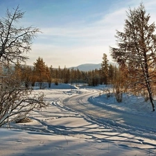 winter, trees, viewes, Way