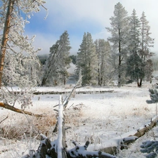 viewes, winter, field, trees, woods