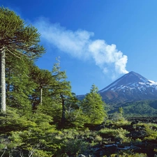 trees, mountains, volcano, viewes