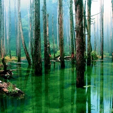 water, awash, forest