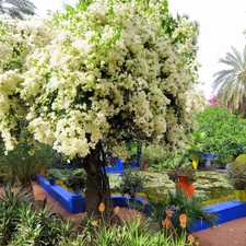 Marrakech, Garden, Majorelle