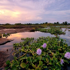 water, plants, pool, rocks, River