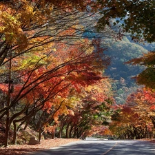 Way, autumn, trees, viewes, color