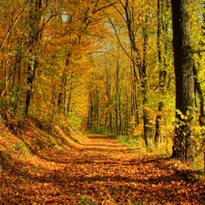 ligh, forest, fallen, flash, Leaf, autumn, Way, luminosity, sun, Przebijaj?ce