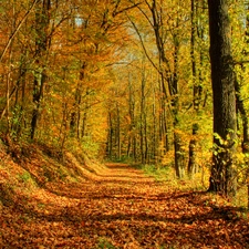 ligh, forest, fallen, flash, Leaf, autumn, Way, luminosity, sun, Przebijające