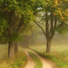 Way, Field, viewes, Fog, trees