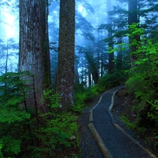 Way, Fog, trees, viewes, forest