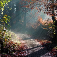 forest, sunny, Way, rays