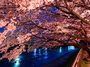 trees, Park, Way, River, viewes, flourishing