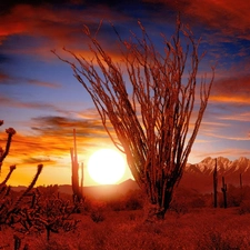 west, sun, Sonora, Desert, Ocotillo