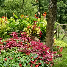 Garden, Flowers, wicket, color